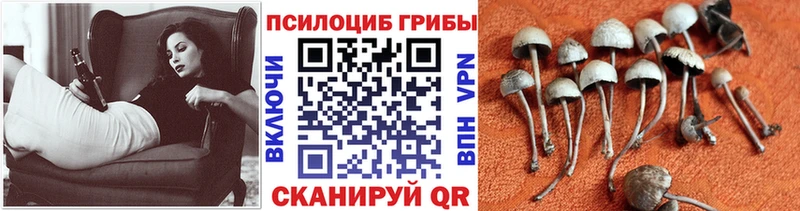 Псилоцибиновые грибы Magic Shrooms  Купить  Феодосия 